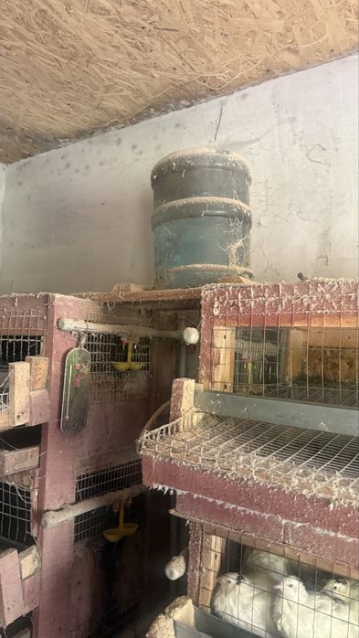 Продам перепелов