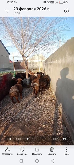 Қозы қошқар сатылады