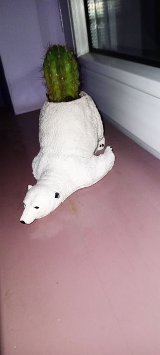 Горшок для кактусов.