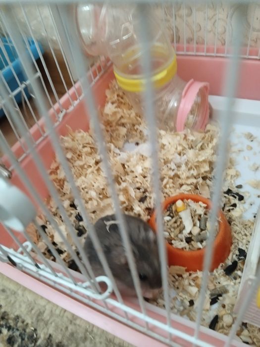 Джунгарский хомяк