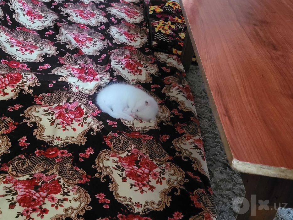 Вислоухий породистый белый котенок