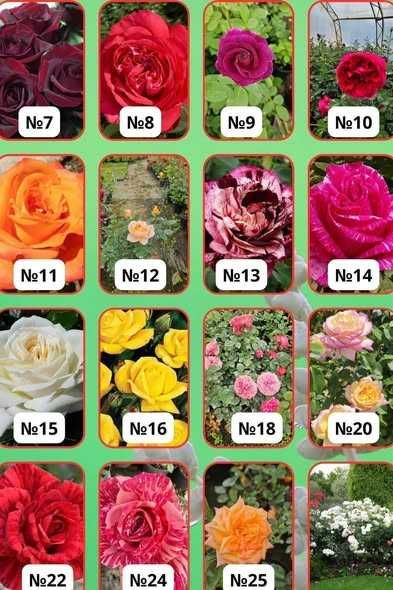 Рози (Щамбови, храстовидни и влачещи)