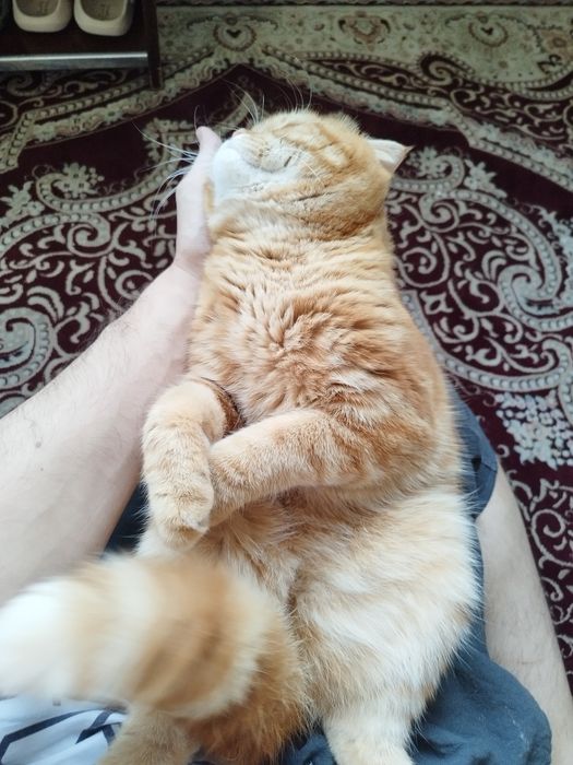 Скотиш страйк породистый