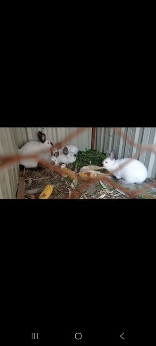 KALIFORNIYA quyonlar sotiladi