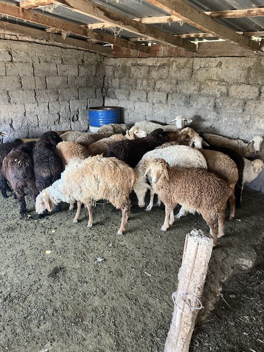 Продам баран 5-8 месяцев