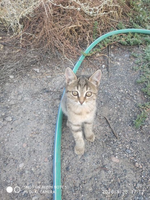 Отдам бесплатно котят