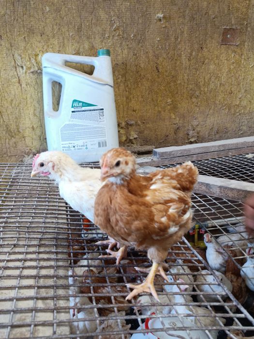 Продам цыплят ломан Браун