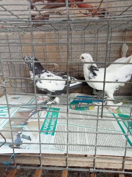 Продаются голуби