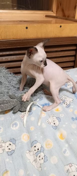 Котенок сфинкс продам