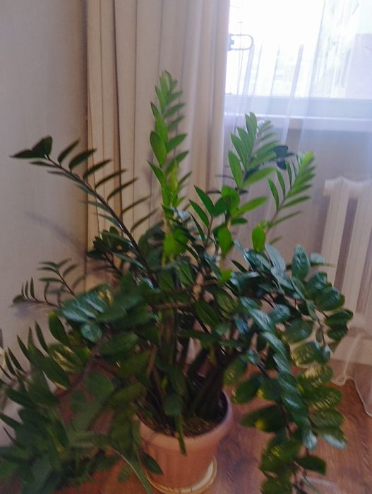 Продам долларовое дерево, замиокулькус