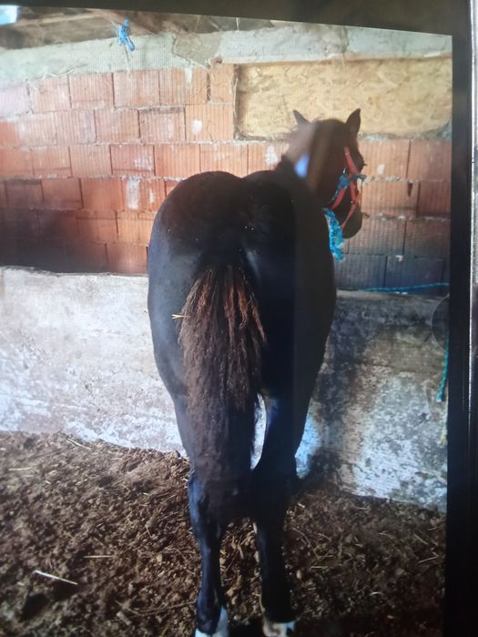 Vindem doua mânze mânză este șarga și Manzu este negru