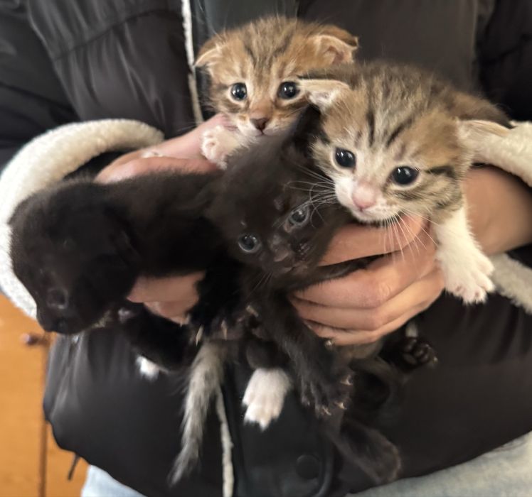 Отдам котят в добрые руки