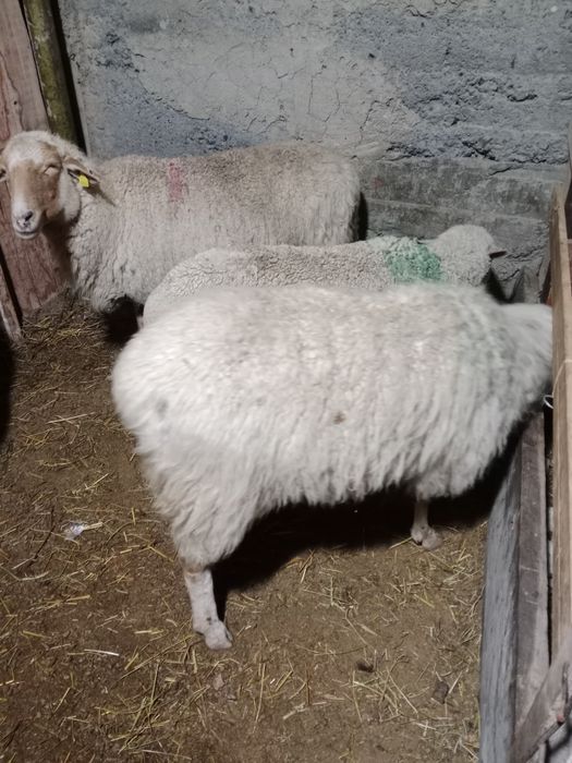 Қой сатылады семіз