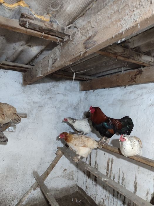 Продам домашних курей по 5000т