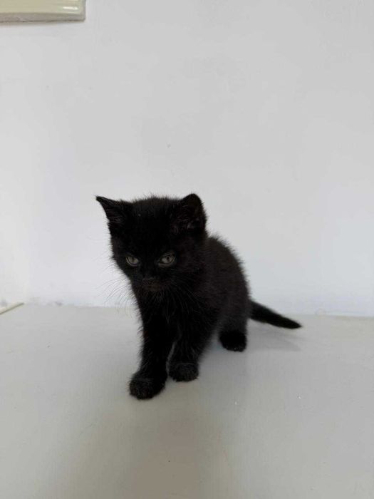 Отдам котенка в добрые руки