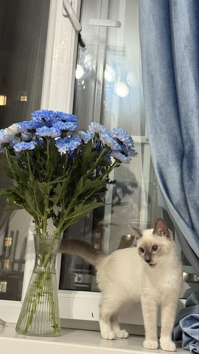 Кошка сиамская.