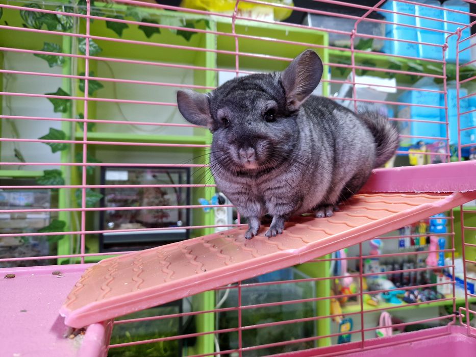 Шиншиллы малыши.