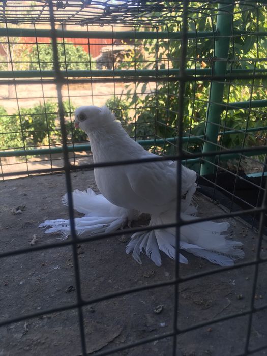 Продам белого самца молодой