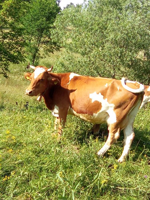 Vand vaca cu vitel!