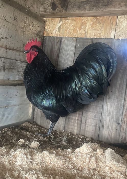 Vand pui Australorp Albastru Negru