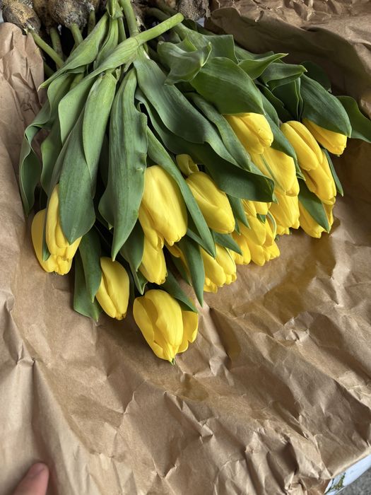 Цветы,тюльпаны свежый