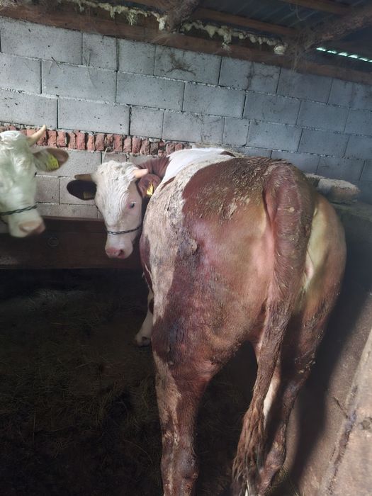 Vand 5 vitele baltate