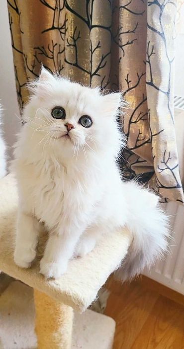 Fetita british longhair silver din ambii parinti Campioni Mondiali