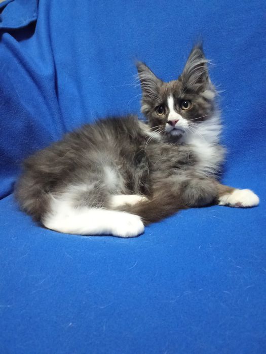 Будущие великаны