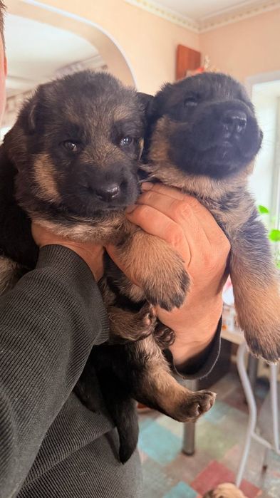 Продам щенков немецкой овчарки