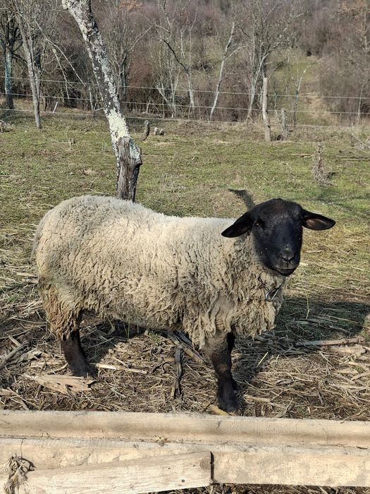 Vând berbec suffolk