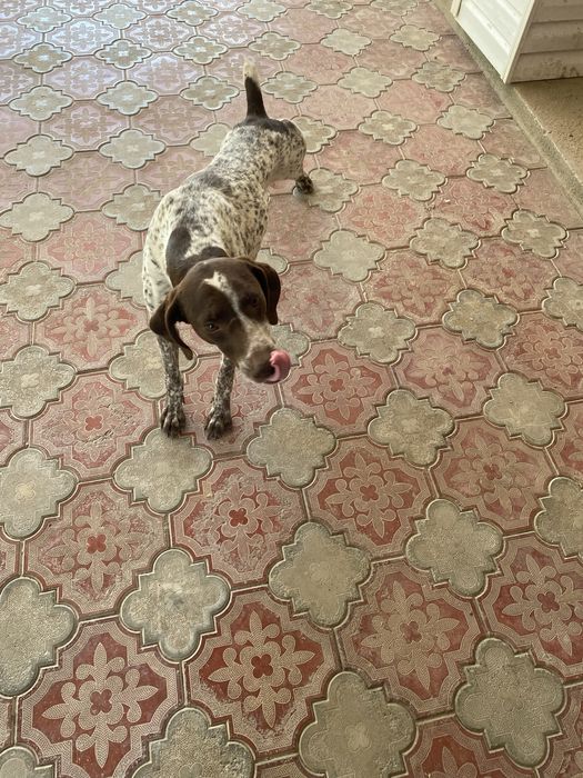 Пропала собака тассай