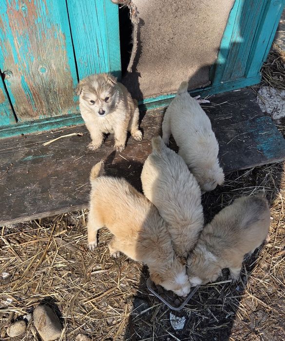 Пристраиваются малыши