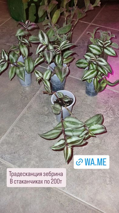 Цветы от 200 до 2500