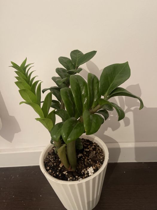 комнатные растения Уй гулдери