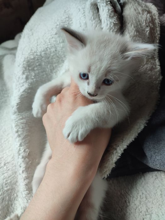 Отдам котят в добры руки даром
