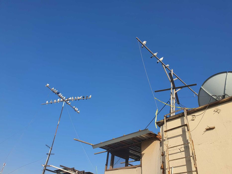 ИНДОПАКИСТАНСКИЕ Высоко-долголётные игровые ГОЛУБИ