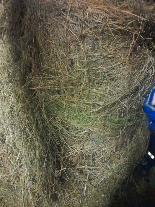 Vand baloti de lucerna