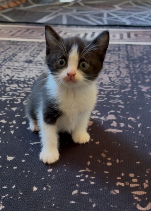 Отдам котят в добрые руки