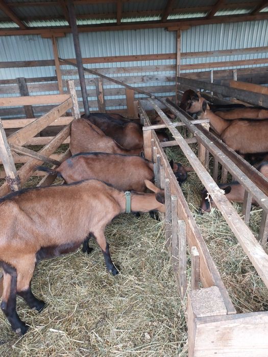 Vând capre alpine franceze gestante