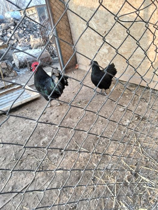 СемьЯ Австролорп