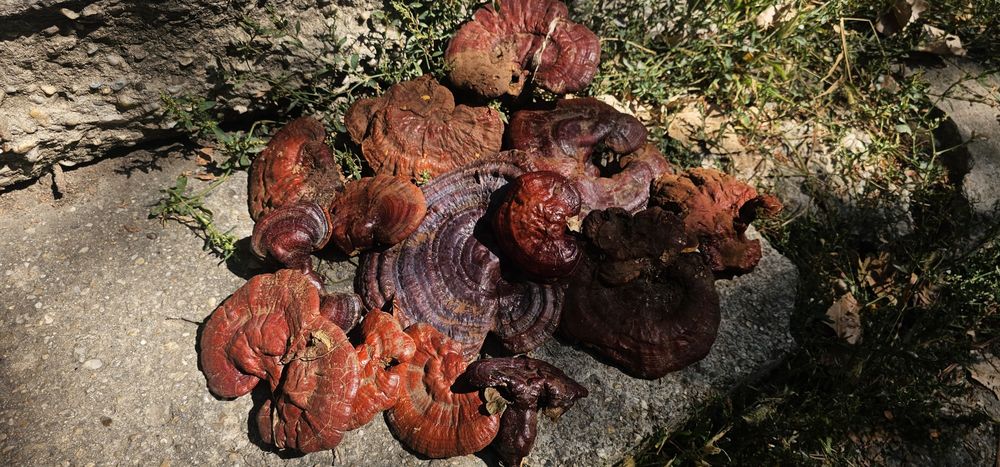 Ciuperca Ganoderma Lucidum
