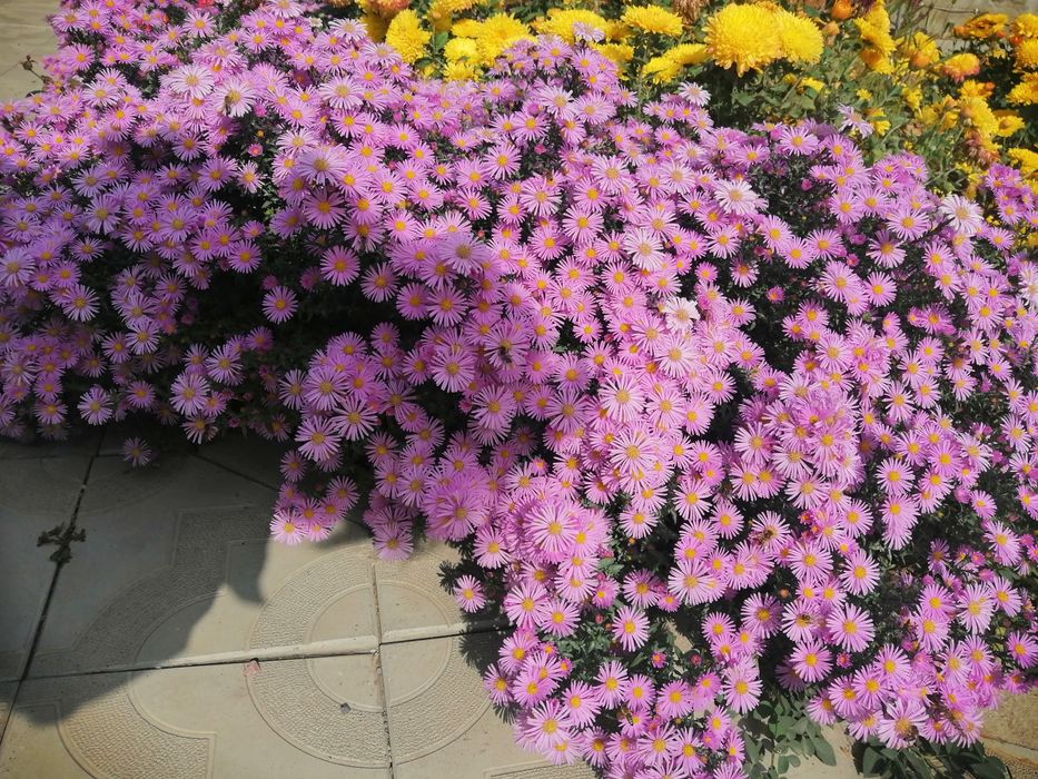 Продаю многолетние цветы