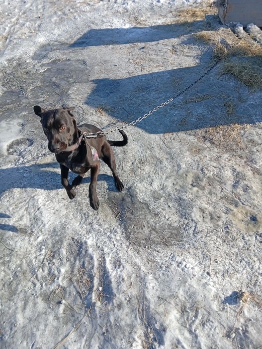 Отдам щенка даром