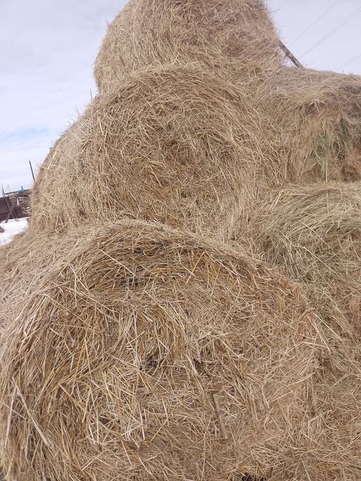 Солома. Сено 2025 г