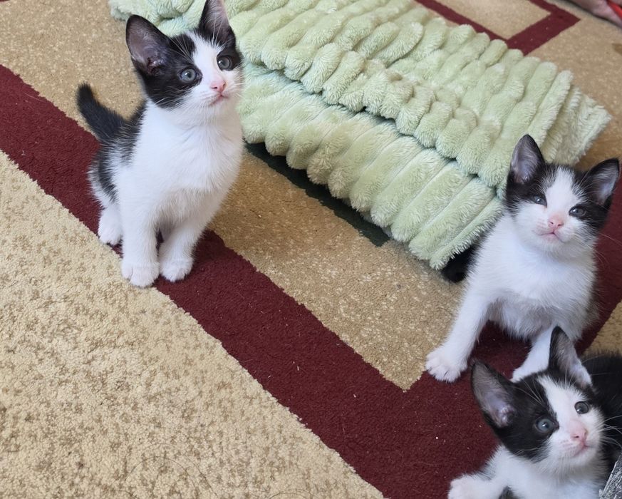 Отдам котят в добрые руки