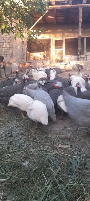 Sisarka tuxumlari sotiladi donasi 10 ming 10 taga 1 bonus