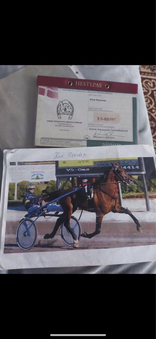 Иноходец Американец Жорға