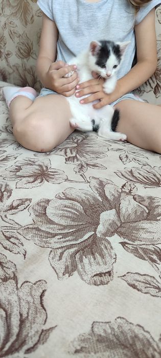 Отдам красивых котят