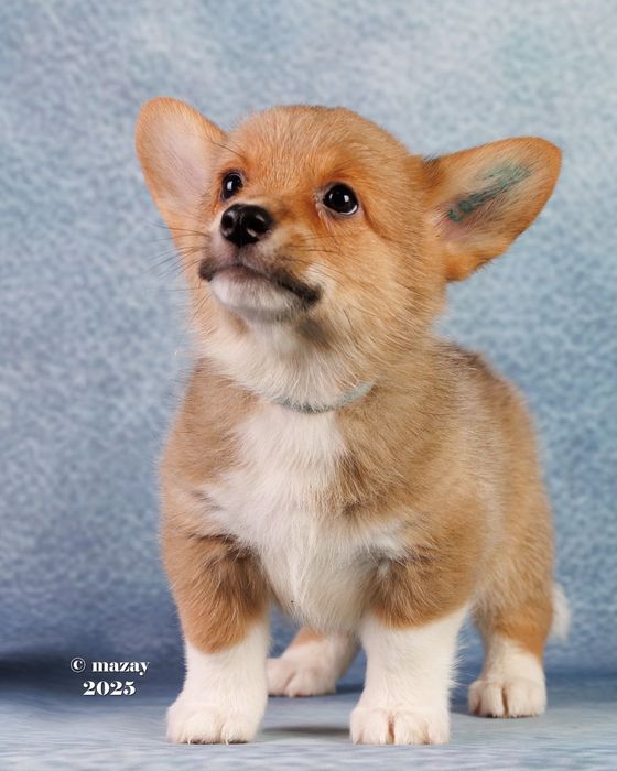 Щенки вельш корги пемброк