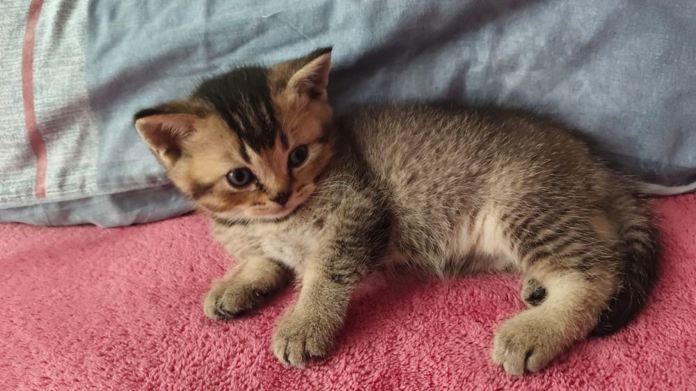 Вязка. Скоттиш фолд. Кот.